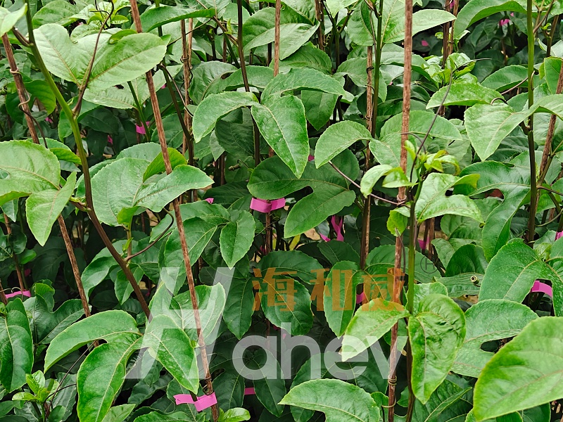 百香果施肥-海餐沃颗粒中微量元素效果 (2)