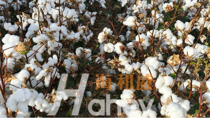 <i style='color:red'>锌肥</i>对棉花有多重要？