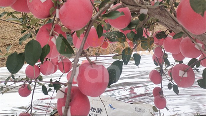 水溶肥品牌-用海和威水溶肥的苹果