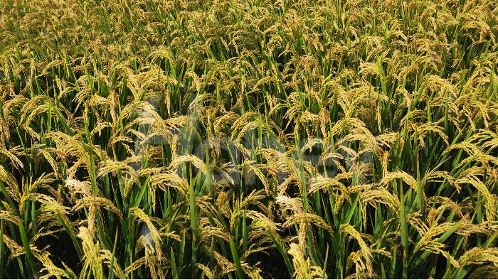 水稻施肥避免这几点误区，有助于高产