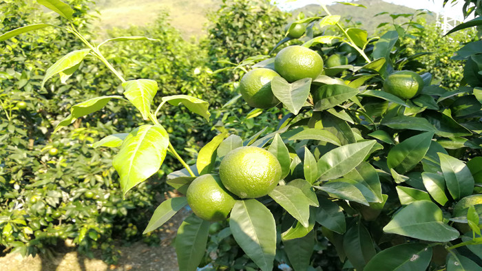 保花保果叶面肥究竟有何功效