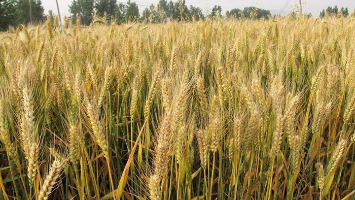 磷酸二氢钾-小麦