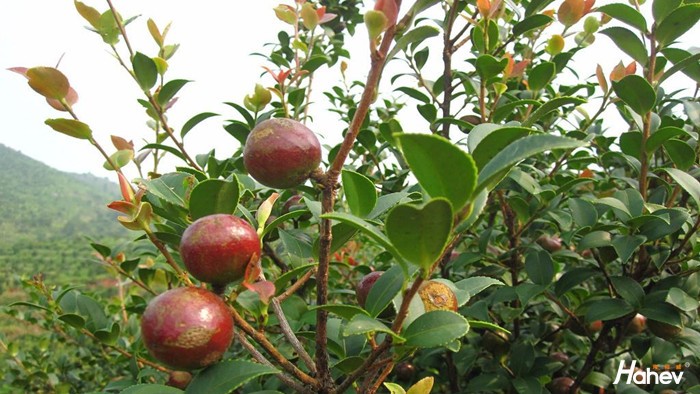 油茶树施什么肥料好？