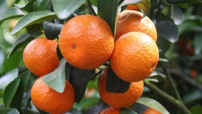 柑橘壮果肥用什么肥好