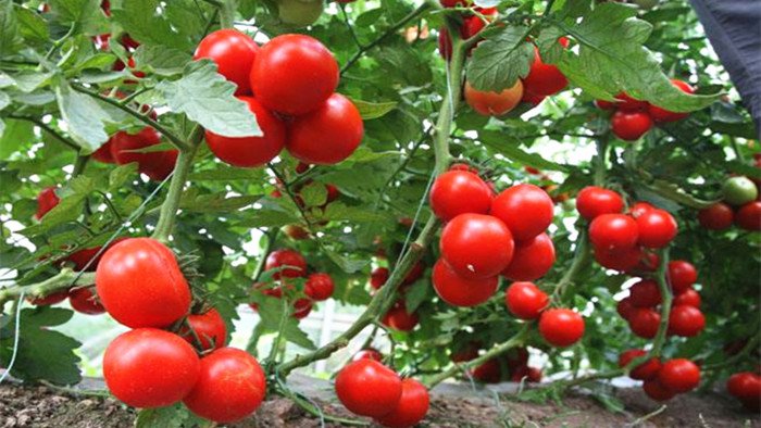 种西红柿需要什么肥料好？