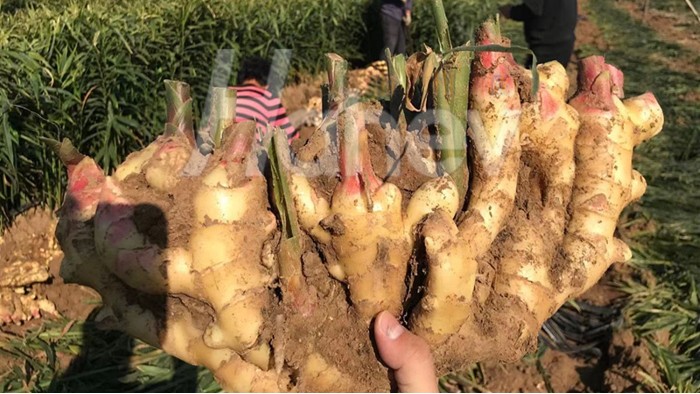 水溶肥效果好吗？黄大哥这样评价
