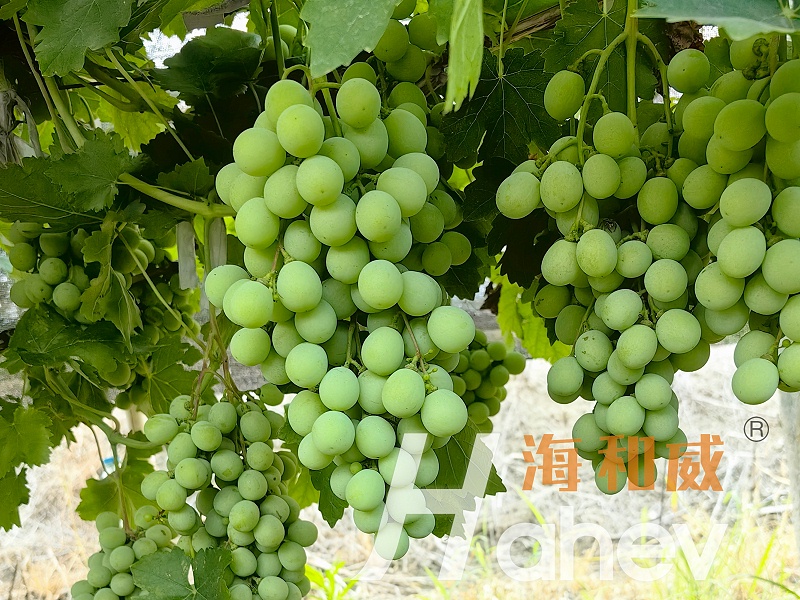 锌肥-葡萄用海餐沃锌肥效果