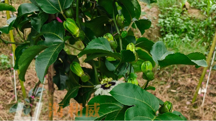 <i style='color:red'>百香果肥料</i>选购，这几点比价格更重要