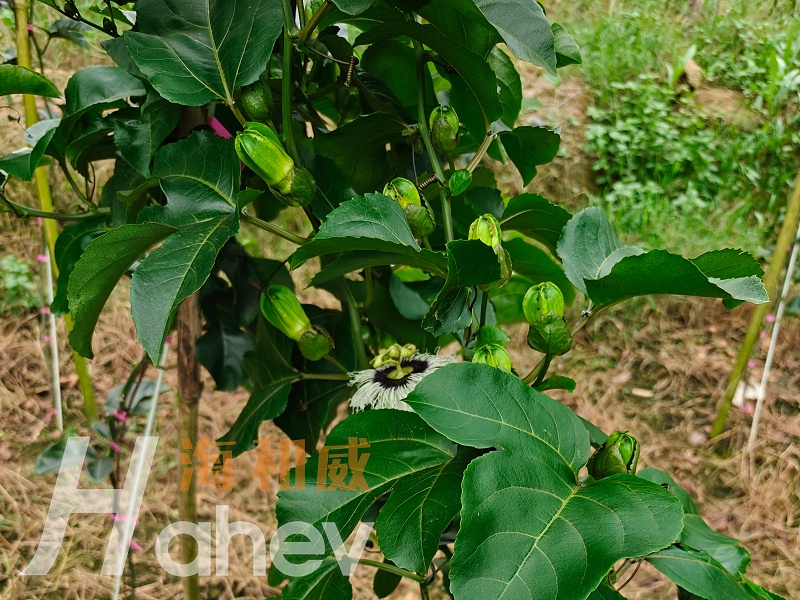 百香果肥料-海餐沃效果