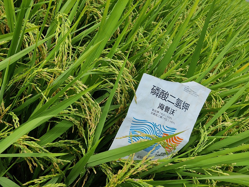 磷酸二氢钾-水稻用海餐沃效果