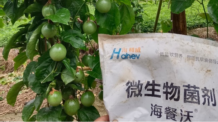 百香果<i style='color:red'>施肥</i>指南，少走弯路多结果