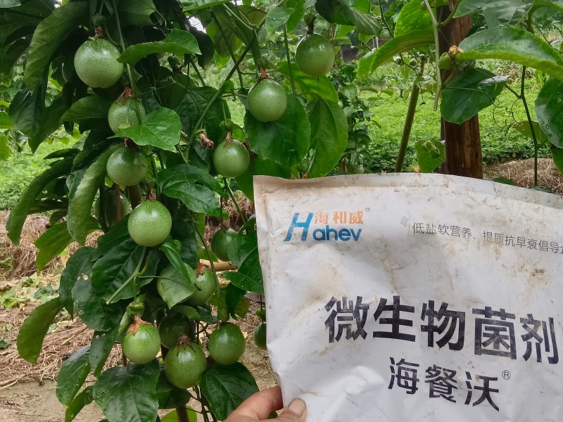 百香果施肥-用海餐沃微生物菌剂效果