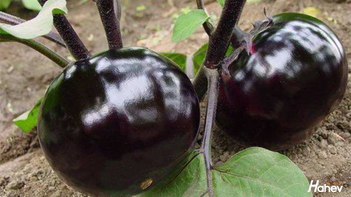 茄子用什么肥料产量高，根系好？