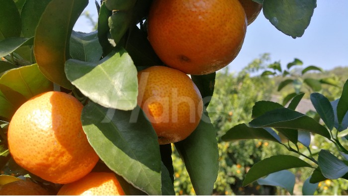 柑橘壮果肥什么时候施好-海餐沃柑橘