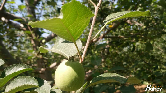 果树采果后施什么肥？