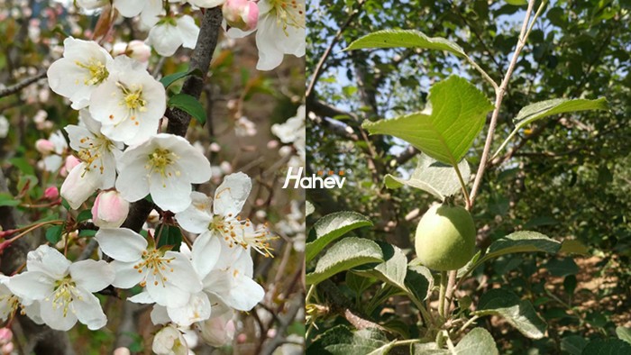 大量元素水溶肥厂家-苹果