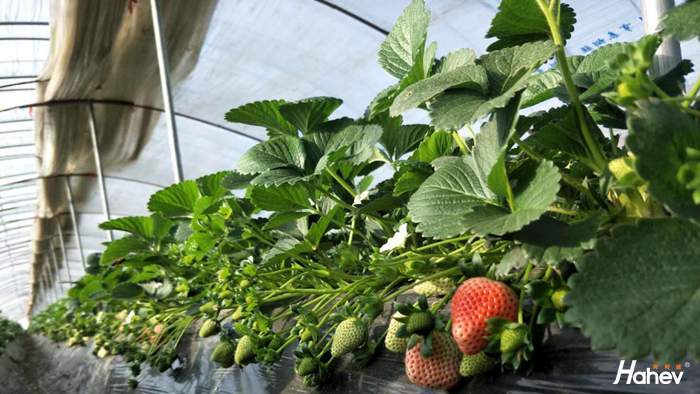 草莓用什么肥料长得快