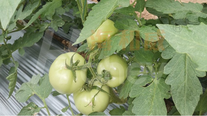 番茄追肥-用海餐沃根暴生根剂的番茄