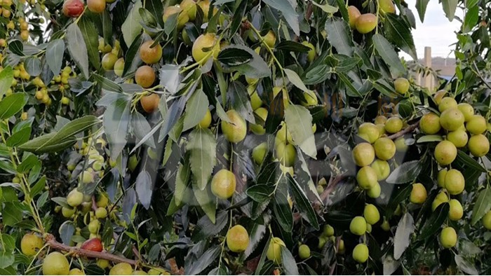 枣树追肥很重要，两种施肥方法告诉你