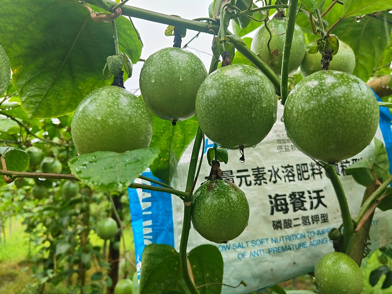 颗粒水溶肥-百香果用海餐沃效果