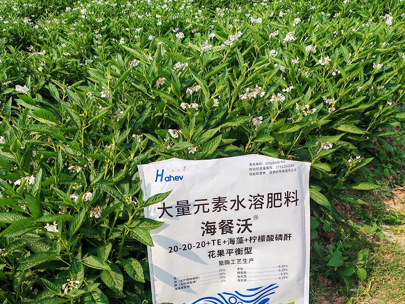人参果施肥-用海餐沃水溶肥效果
