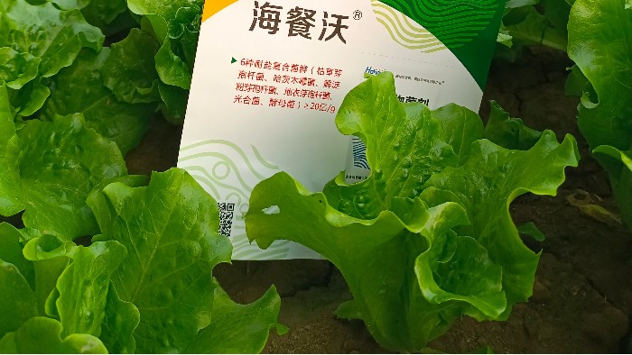 <i style='color:red'>蔬菜种植</i>重茬减产，如何施肥恢复地力？