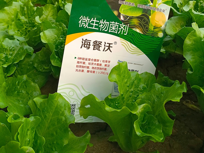 蔬菜种植-生菜用海餐沃微生物菌剂效果