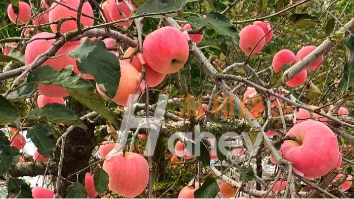 叶面肥把控喷施时期，助力苹果提质增产