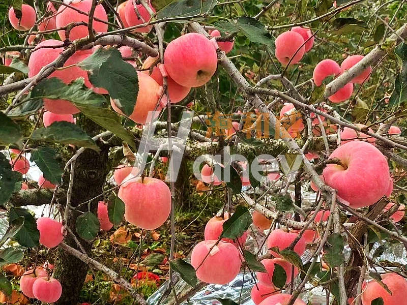 叶面肥-苹果用海餐沃叶面肥效果