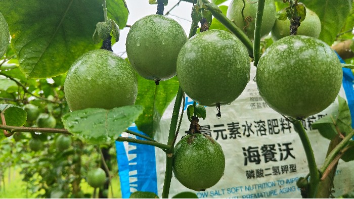 颗粒水溶肥：一肥两用，省时省力