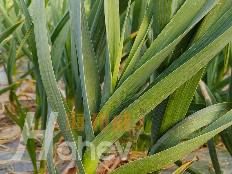大蒜追肥-用海餐沃高氮水溶肥效果