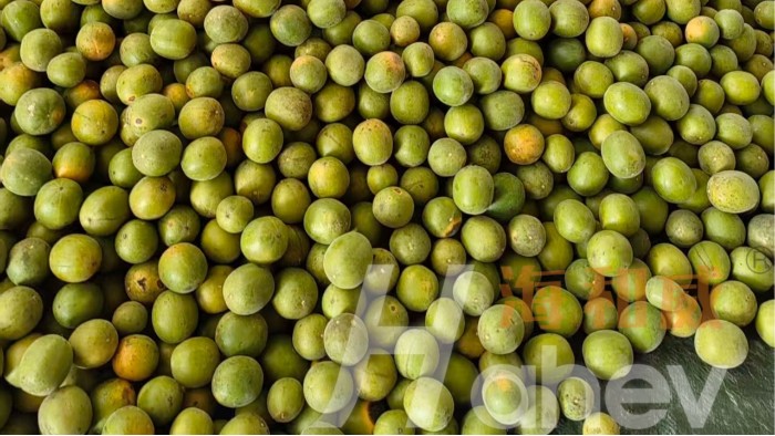 罗汉果种植：底肥的重要性