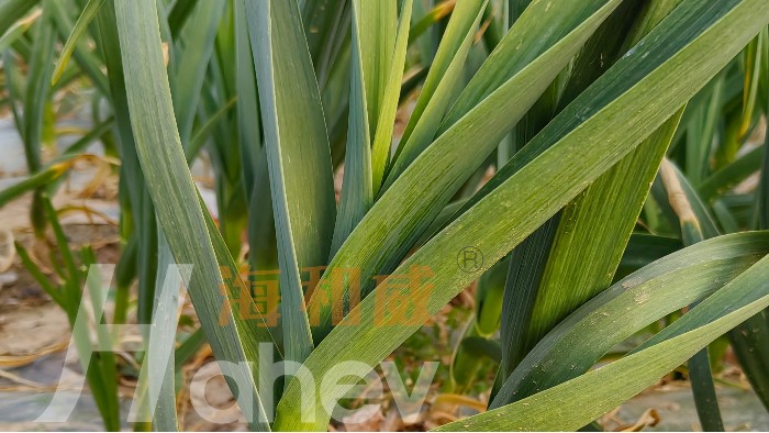 <i style='color:red'>大蒜追肥</i>：春季施肥管理