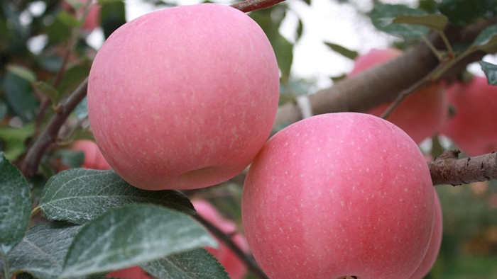 微生物菌剂哪个牌子好？李大哥只用海餐沃