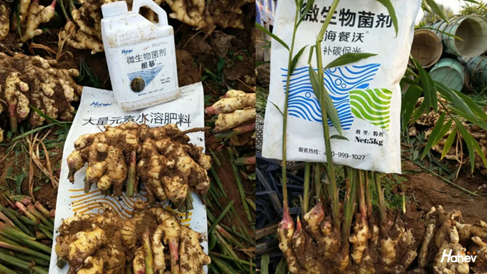 什么牌子的水溶肥好，张大哥为海餐沃代言