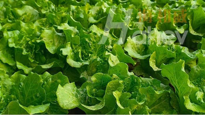 叶菜施肥：肥料选对少走弯路