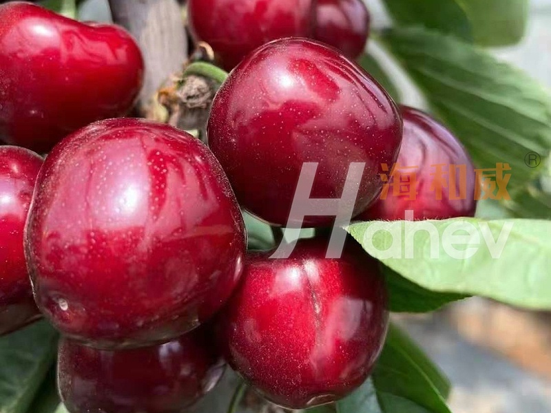 果树月子肥-樱桃用海餐沃微生物菌剂效果