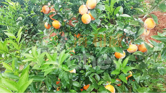<i style='color:red'>柑橘</i>种植9月管理要点，果农们注意啦