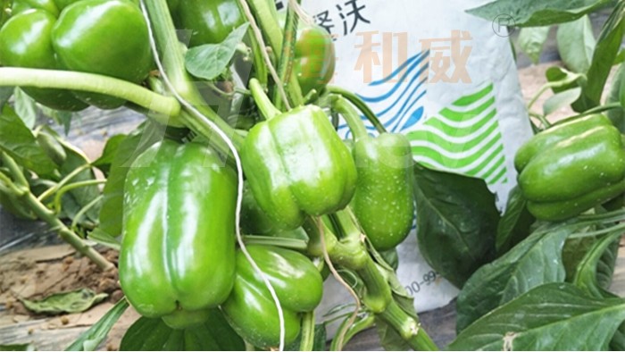水溶肥品牌海餐沃怎么样？种植户白大哥这样说